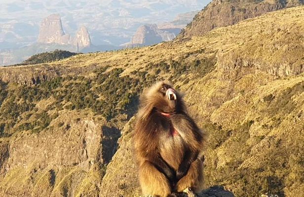2 Nights 3 Days Trek to Semien Mountain