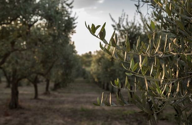 Olive Oil Tour Visit to the oil mill and olive oil tasting