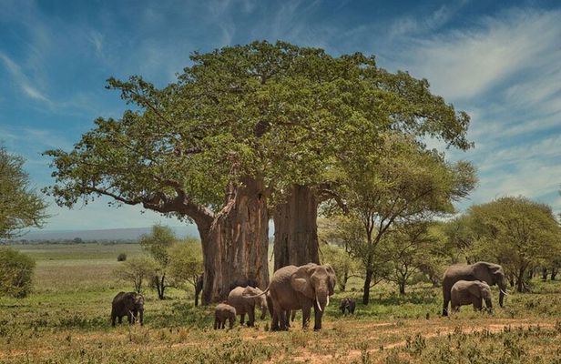 3 Days Safari Tour in Tarangire and Ngorongoro