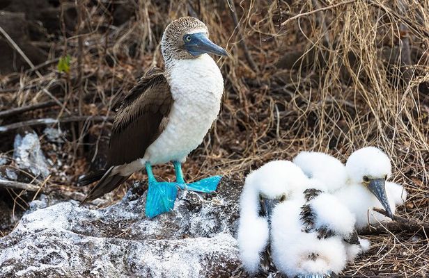 5 Days Guided Galapagos Adventure Trip