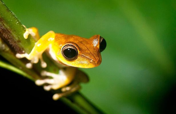 Tambopata Jungle Tour 3 Days in Amazon Garden Lodge