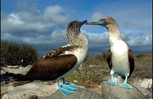 9 Days Galapagos Island Hopping