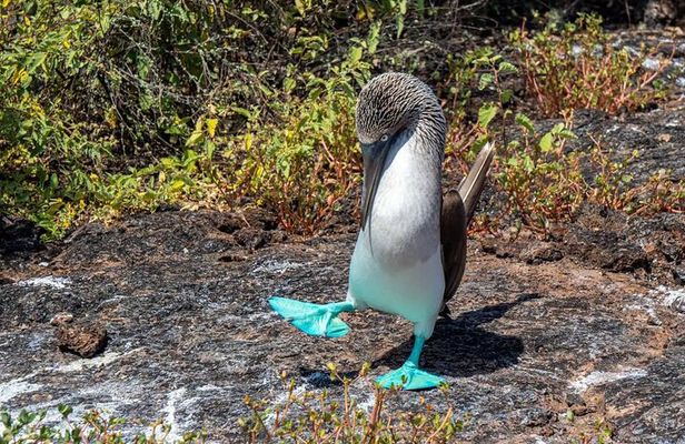 5 Days Galapagos Wildlife Discovery