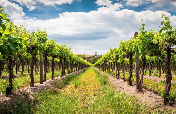 Private Cultural Wine Tour to Barossa Valley from Adelaide