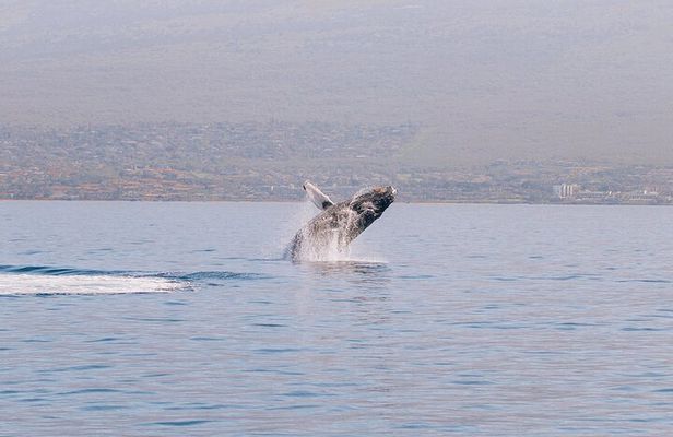 Midday Whale Watch: Mā’alaea Harbor