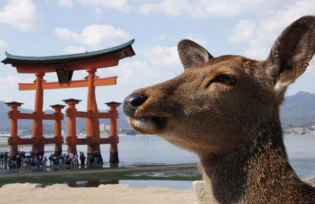 Hiroshima, Miyajima 1 Day Bus with Indian Lunch from Osaka, Kyoto