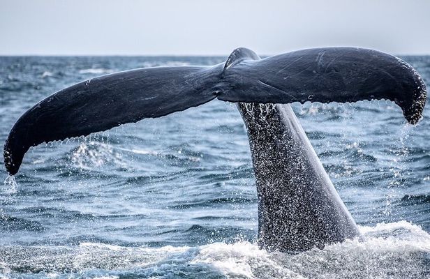 AAA NOOSA Whale watching experience in Noosa Whalesongsnoosa
