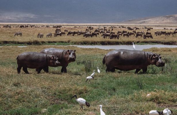 Tanzania WildQuest Safari Custom Private Tour
