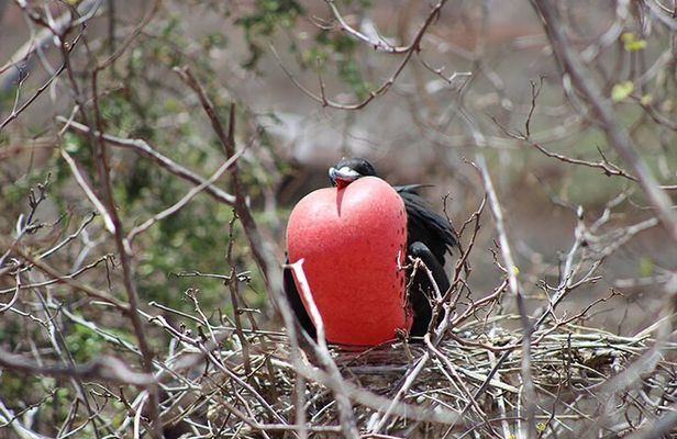 7-Days Galapagos Island Hopping Tour in Ecuador
