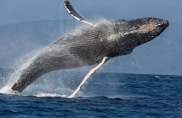 Afternoon Sail With the Whales from Lahaina Harbor