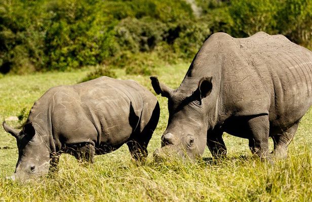 Wild Wonders: Kragga Kamma Game Park from Port Elizabeth