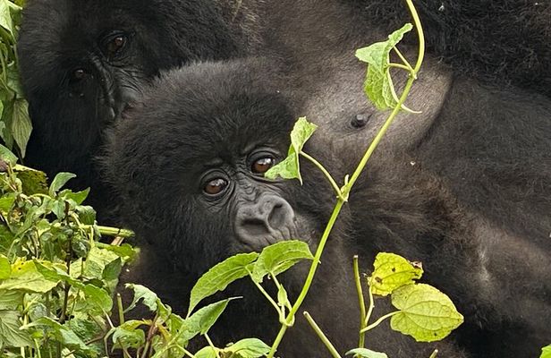 Private Gorilla Trek Adventure Day Trip Tour from Kigali