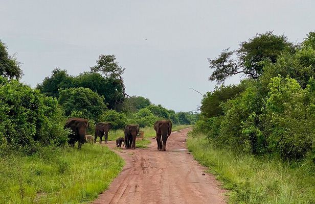 Safari Park Day Trip Adventure from Kigali