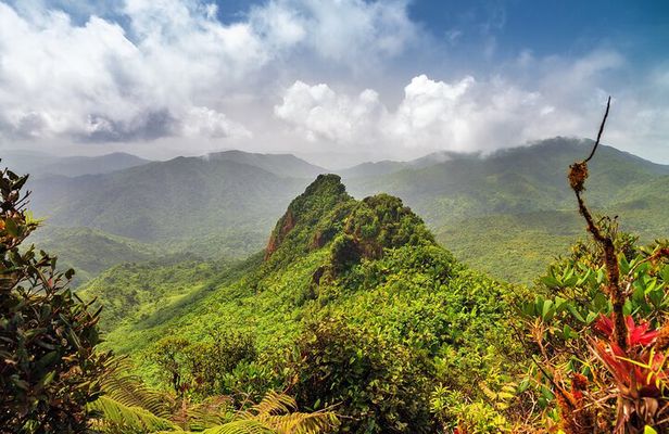 Half Day Adventure Private Tour in El Yunque Rainforest