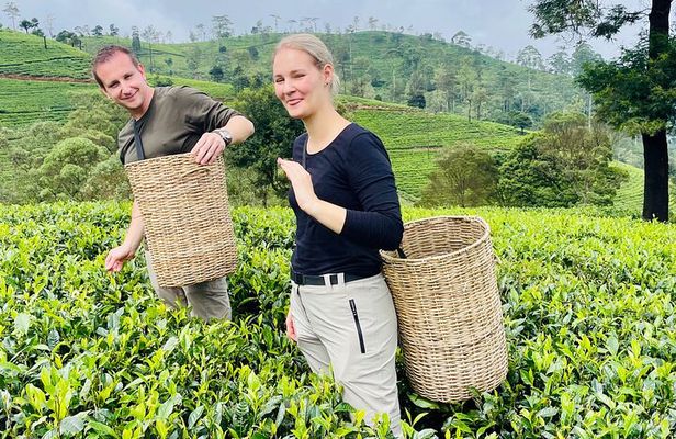 Tea factory plantation and Water Falls Tour