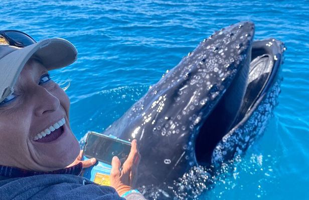 Noosa Whale Watching