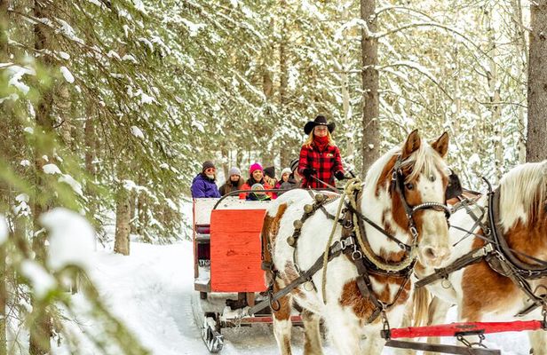 1 Hour Shared Winter Sleigh Ride Experience in Kananaskis