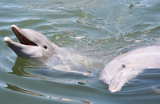 Sunset, Dolphin/Birding On A Private Guided Savannah Cruise