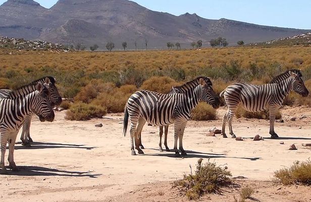 Aquila Game Reserve Safari with wine tasting, Transport & Lunch