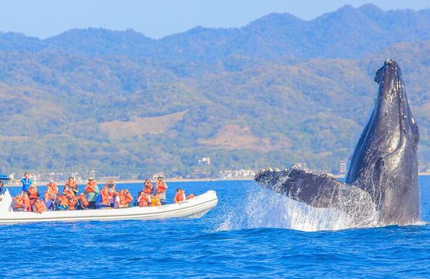 Whale Watching in Puerto Vallarta!
