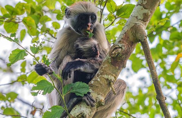 Half Day Private Guided Tour in Zanzibar to Spice Farm 