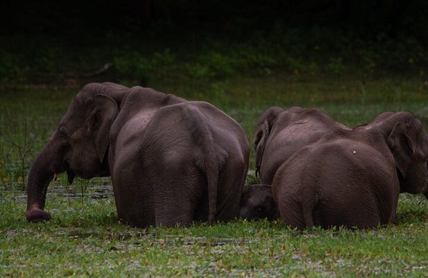 Shore Excursion Hambantota Port to Udawalawa national park safari