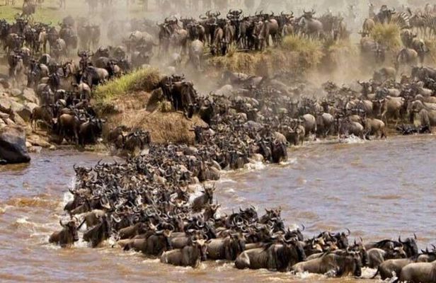 6 Days Private Migration Tour in Kenya