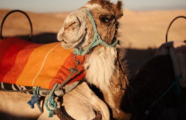Experience the desert nomads in Marrakech!