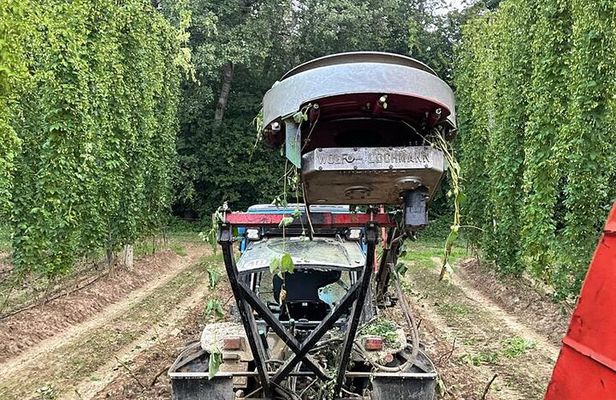 Hallertau experience with hop harvest, lunch and hop museum