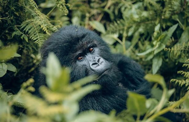 1 Day Gorilla Trekking Safari in Rwanda Volcanoes National Park