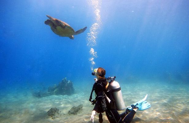 Scuba Diving in Maui with No Experience Needed