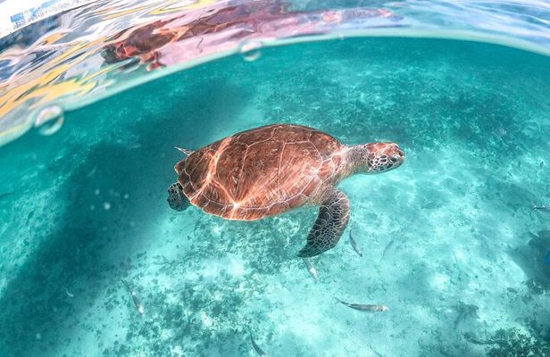 Private Half Day Tour in Cenote Cave and Swimming with Turtles