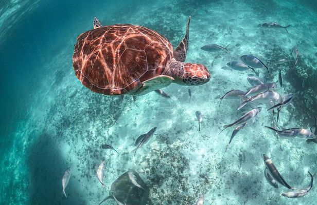 Half Day Shared Tour in Cenote Cave and Swimming with Turtles 