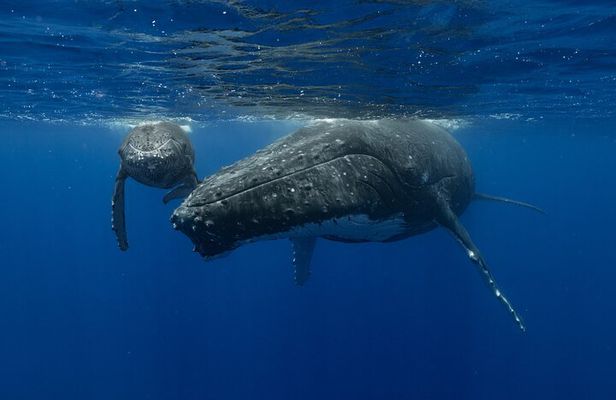 4 Hours of Humpback Whale Watching in Tahiti