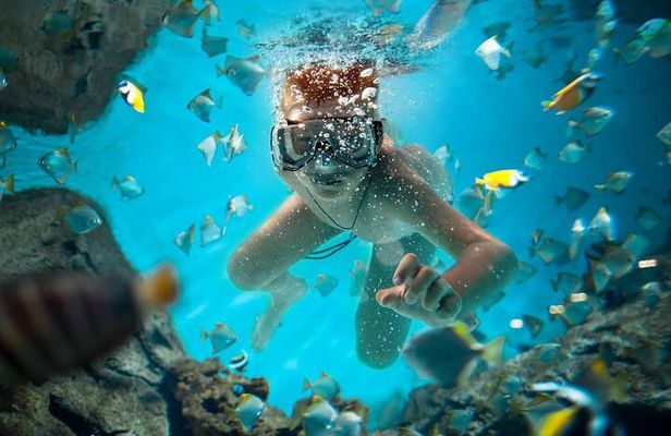 Full Day Catalina Island Snorkeling Adventure & Altos de Chavon
