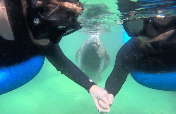 Private Manatee Swim Tour