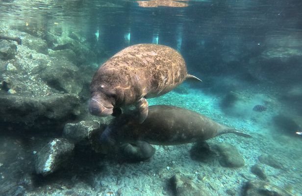 Semi Private Manatee Swim Tour