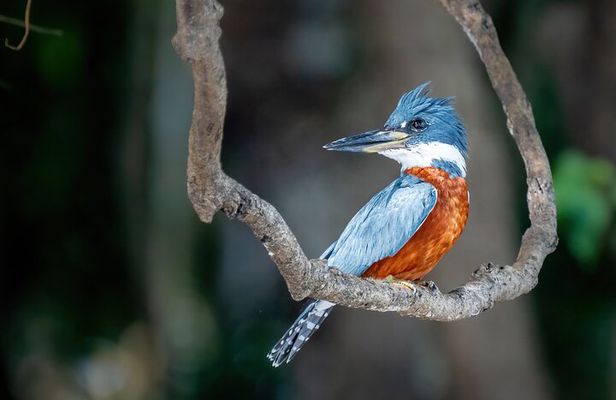 Amazon Jungle Experience 6D/5N at Amazon Mamori Lodge .