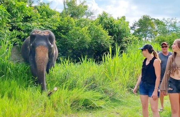 6 Hours Elephant Care and Jungle Tour by 4WD in Koh Samui