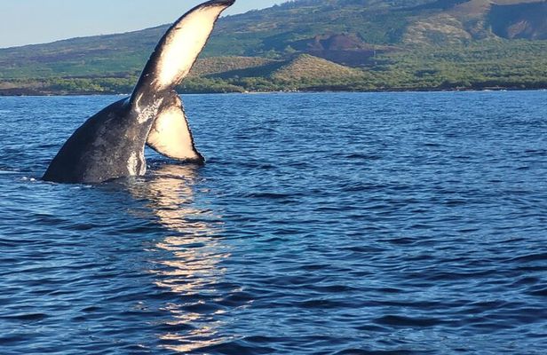 The Best 8 am 1.5 Hour Whale Watching Tour
