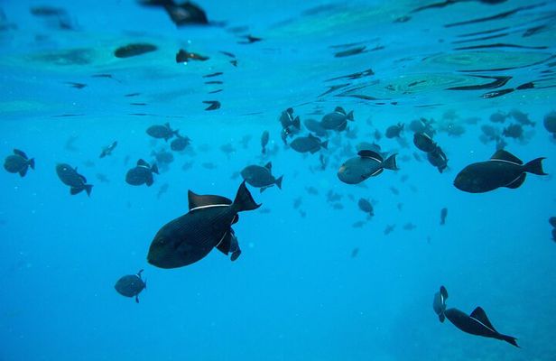 The Best 2.5 Hour Molokini Snorkel Tour & Whale Watch