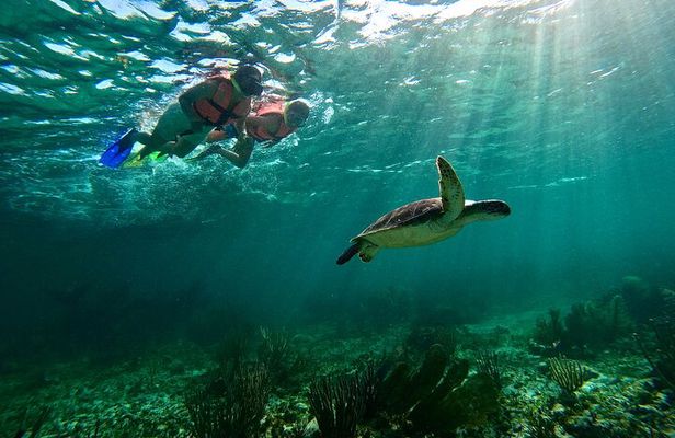 Snorkeling Guided Activity in Puerto Morelos Mexico