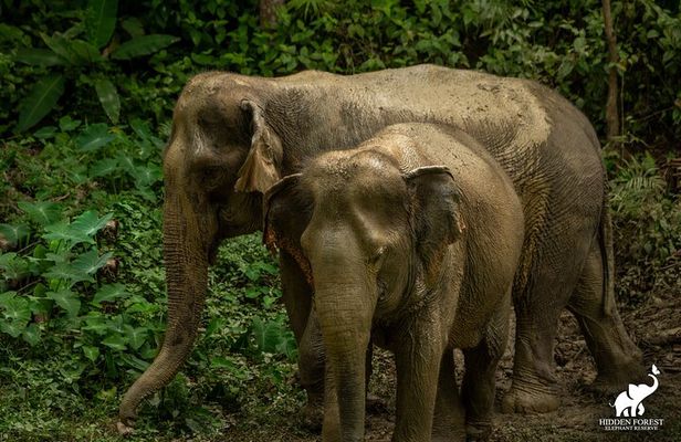 Phuket: Hidden Forest Elephant Reserve Guided Tour with Lunch