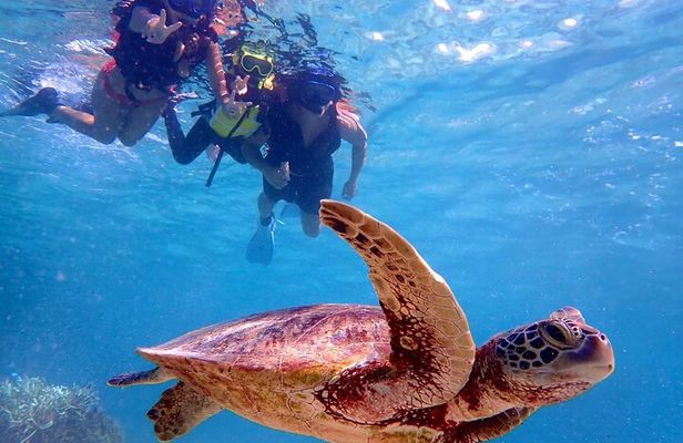 [Miyako Island/Half Day] Sea Turtle Snorkeling