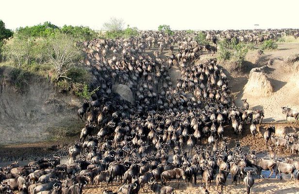 7 Days Safari to Maasai Mara, Nakuru, Naivasha and Amboseli