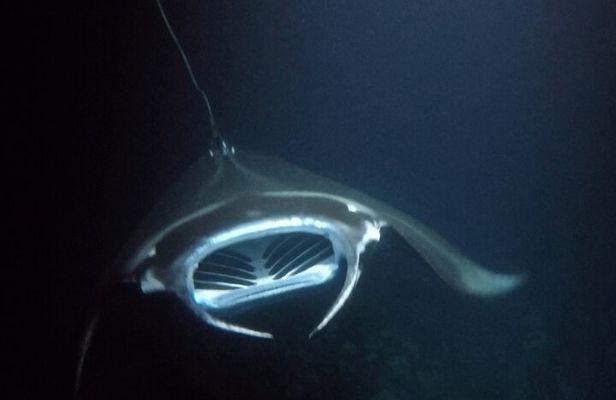 Sunset Manta Ray Tour in Kailua-Kona