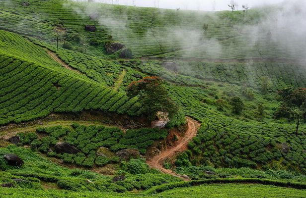 Green Magic Day Tour to Munnar