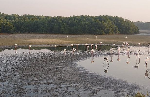 Bird Watching Tour Dubai