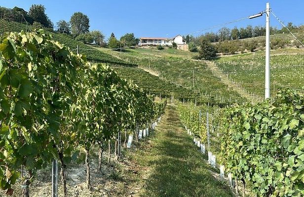 Wine Tour and tasting in the Monferrato - Premium