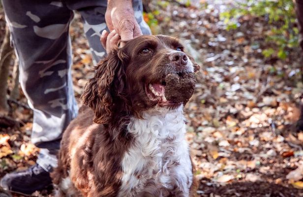 Umbria Truffle Hunting Experience with Brunch